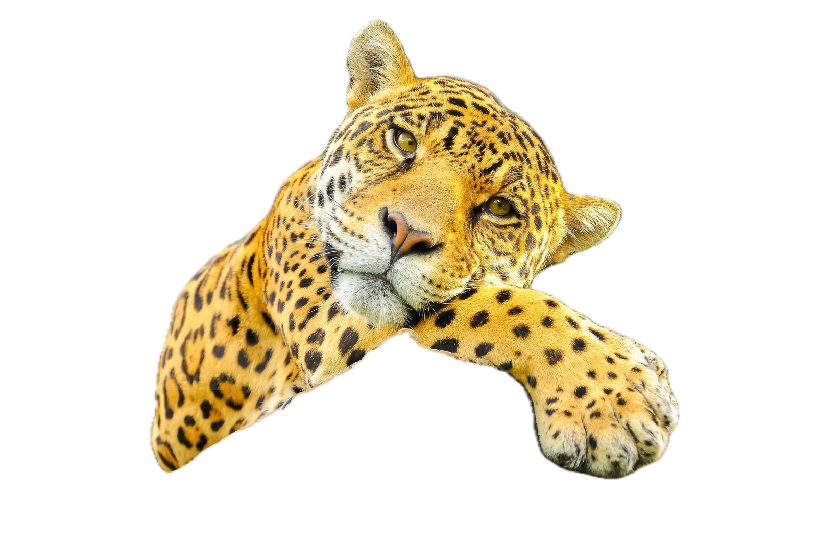 Jaguar