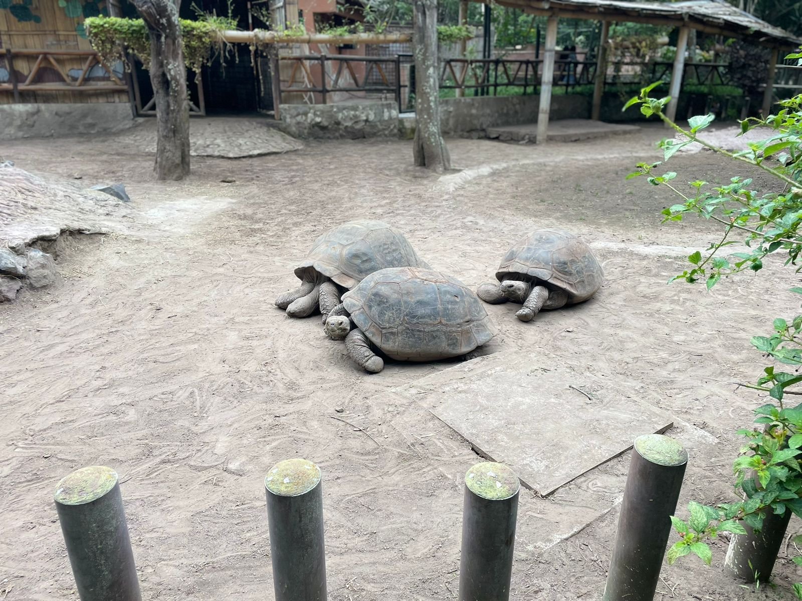 Tortugas